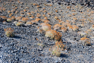 volcan plant