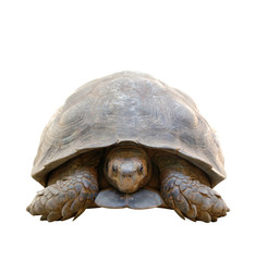 tortoise isolated