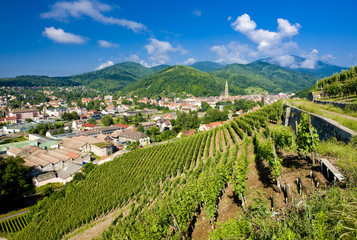 Fototapeta na wymiar grand cru winnic, Thann, Alzacja, Francja