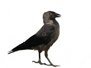 Fototapeta premium Jackdaw isolated on white background Corvus monedula
