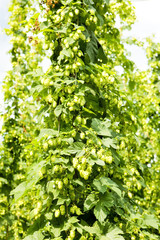 hops garden, Czech Republic