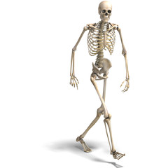 anatomical correct male skeleton. 3D rendering with clipping