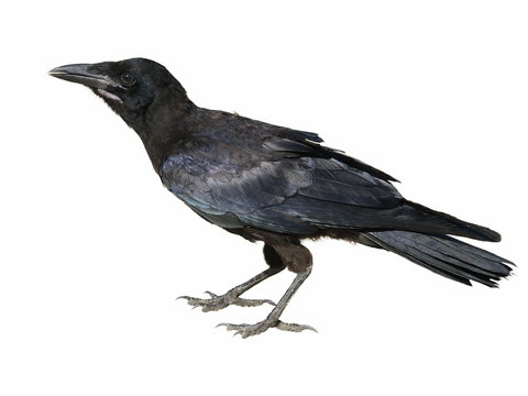 Carrion Crow Corvus corone isolated on a white background