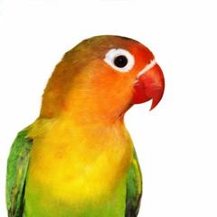 Lovebird isolated on white Agapornis fischeri