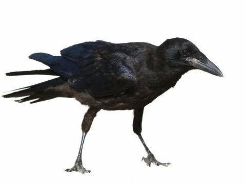 Carrion Crow Corvus corone isolated on a white