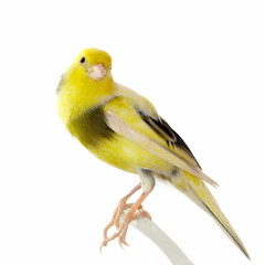 Yellow canary Serinus canaria isolated on white - obrazy, fototapety, plakaty
