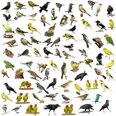 Set of 81 photographs of birds isolated