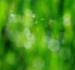 Fototapeta na wymiar Beautifull blur green background
