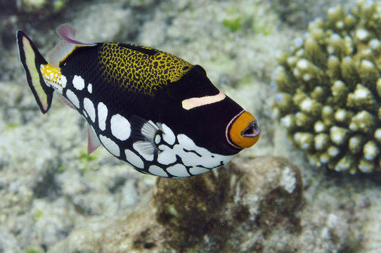 Malediven - Leopard-Dr&uuml;ckerfisch