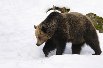 Obraz premium Brown Bear, Ursus arctos walking in the snow