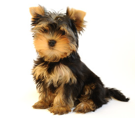 Yorkshire terrier puppy on white background, two months