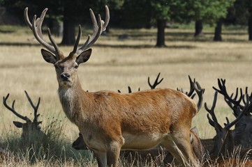 Red Deer Stag