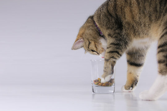 Katze und das Futter im Glas