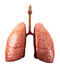 lungs