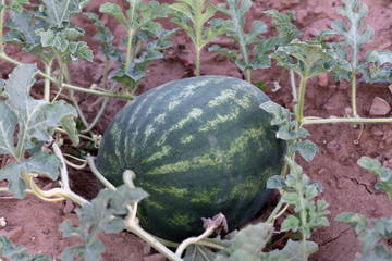 Sandía, citrullus lanatus