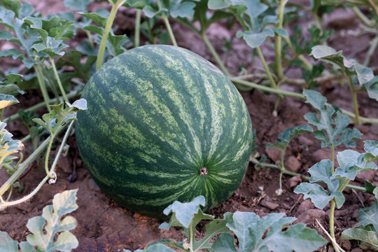 Sand&iacute;a, citrullus lanatus