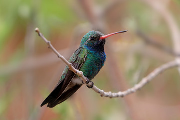 Fototapeta na wymiar Broad-billed Hummingbird (latirostris Cynanthus)