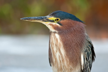 Green Heron (Butorides virescens)