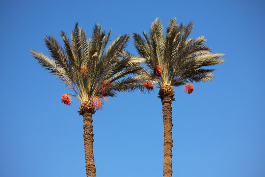 Date-palm trees