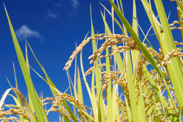 青空バックに実る稲穂を下から写した農業をイメージしたシンプルな写真