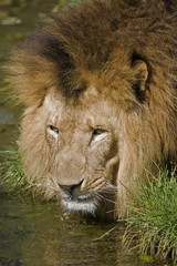 Löwe an der Wasserstelle