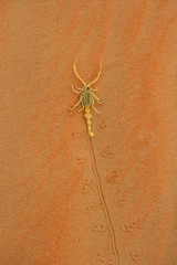 Arabian Scorpion