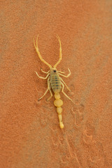 Arabian Scorpion