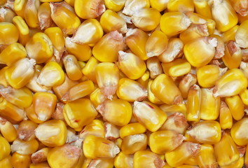 macro maize background