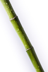 Fototapeta premium Bamboo