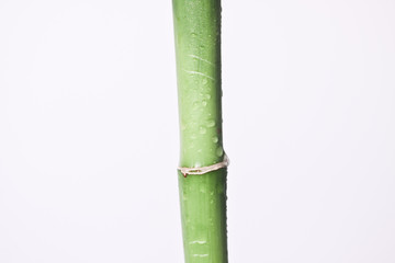 Obraz premium Bamboo