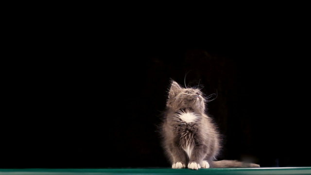 Funny Gray Kitten