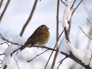 Yellowhammer Emberiza citrinella