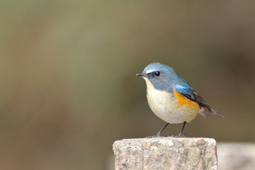 お立ち台のルリビタキ