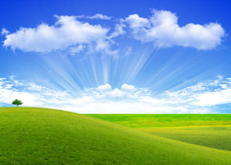 Fototapeta na wymiar the grass with a blue sky
