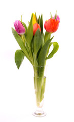 BOuquet of tulips, isolated on white background