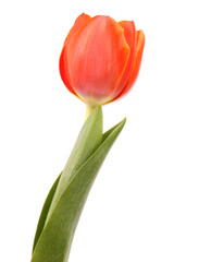 Red tulip, isolated on white background