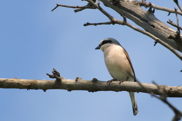 Red-backed Shrike lanius colluri