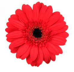 Red gerbera blossom on white background