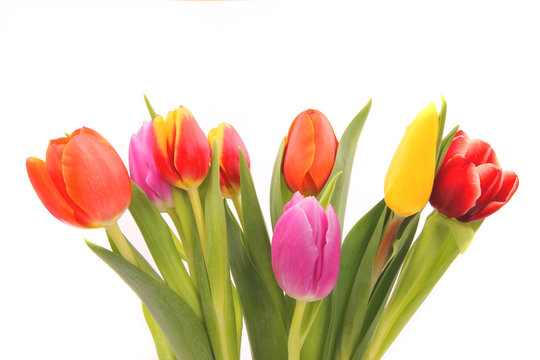 BOuquet of tulips, isolated on white background