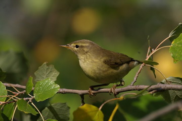 Fototapeta premium Common Chiffchaff, phylloscopus collybita