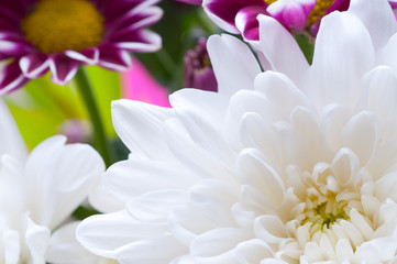 Fototapeta premium Beautiful spring flowers - chrysanthemum .