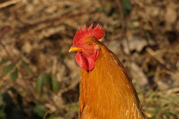 Rooster, cock, Gallus gallus