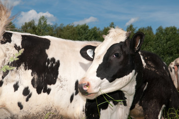 cow on field