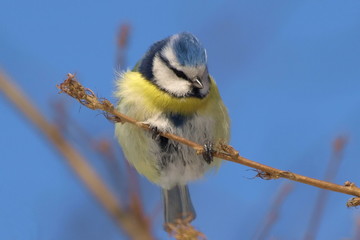Blue Tit Parus caeruleus