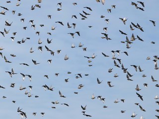 photo of flock of birds