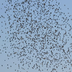 photo of flock of birds with a blue sky