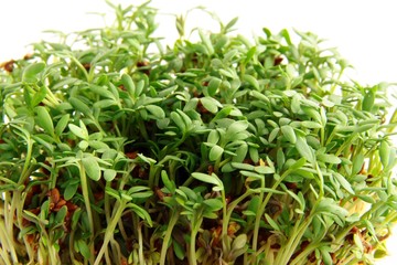 Obraz premium cuckoo-flower green sprouts