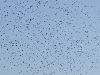 photo flock of birds