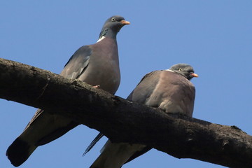 Wood Pigeon Columba palumbus