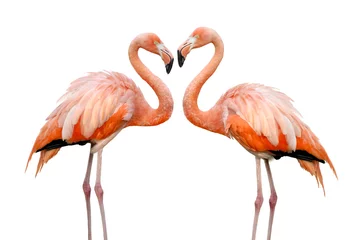 Foto op Canvas Twee flamingo& 39 s vormen een hartvorm © Smileus